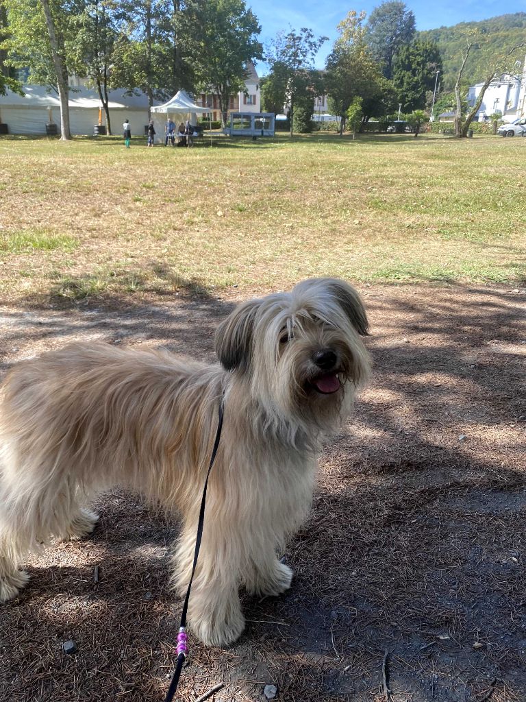 Paillette du Champ D'Onix