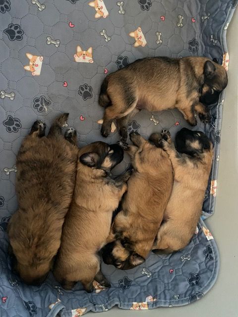 De La Belle Arclusaz - Berger des Pyrenees à poil long - Portée née le 21/09/2025