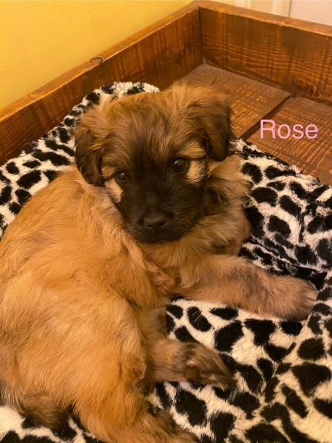 De La Belle Arclusaz - Chiots disponibles - Berger des Pyrenees à poil long